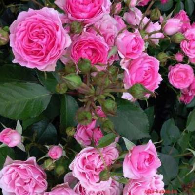 Роза Ай Эм Грейтфул