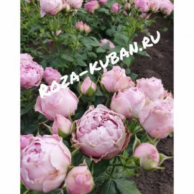 Роза Лавендер лейс
